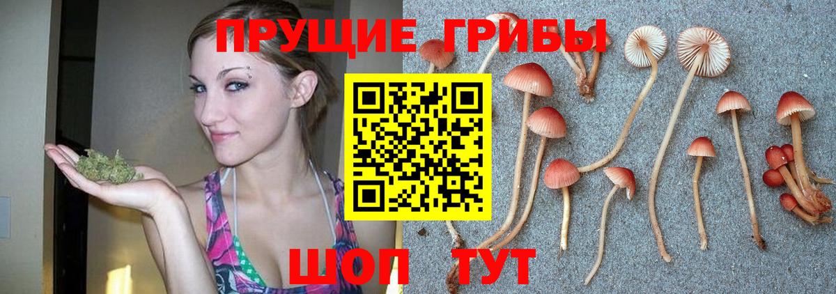 закладки  Псилоцибиновые грибы Cubensis  Вход с VPN  Гусев 